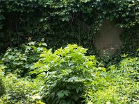 423 Illés Ferencné